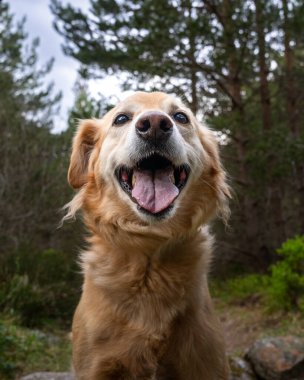 Golden Retriever çok alçak bir açıdan doğal bir portre çekimi için gülümsüyor.