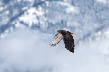 Red tail hawk looking at the camera while flying in front of snow covered mountains clipart