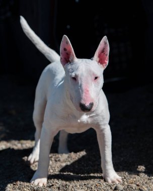 Mini beyaz teriyer köpek yavrusu doğal bir açık hava portresi için duruyor.