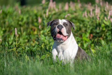 Gri ve beyaz pitbull, uzun otların arasında doğal bir ışık portresi için dışarıda ürerler.