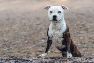 Brindle ve White Staffordshire Bull Terrier doğal bir portre için ormandaki bir kütüğe poz verdi.