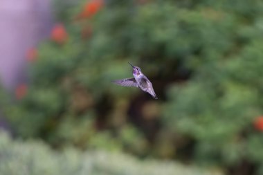 Mor çeneli sinekkuşu çalılıklardan uçtu.