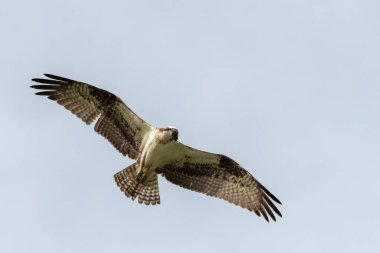 Gökyüzünde avlanmaya çalışan yaralı gözlü bir Osprey.