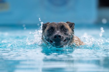 Gülümseyen, mutlu Belçika Malinois sıçraması ve havuzda yüzme