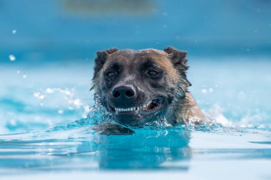 Mutlu, gülümseyen Belçikalı Malinois havuzda yüzerken dişlerini gösteriyor