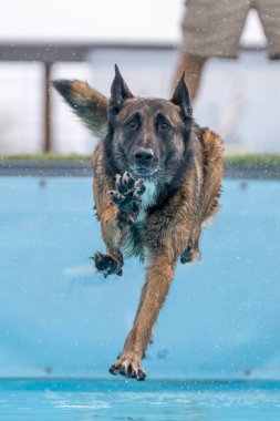 Belçikalı Malinois bir rıhtımdan atlayıp yüzme havuzuna inmek üzere.