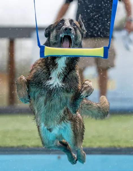 stock image Belgian Malinois that has jumped off a dock and is about to catch a toy