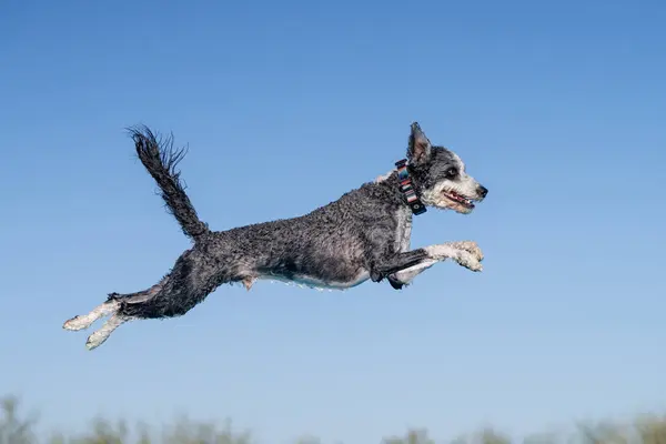 stock image Mixed breed grey and white dog in the air jumping into a swimming pool