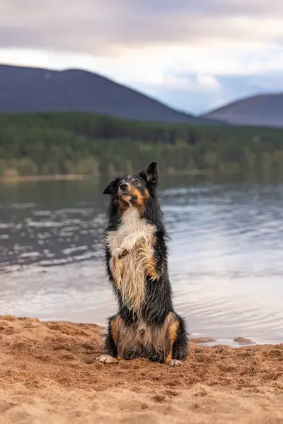 stock image A Border Collie sitting up pretty in the sand by the edge of a lake on an overcast evening