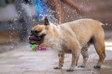 Yüzme havuzundan çıktıktan ve sudan kurtulduktan sonra bronzlaşmış Fransız bulldog.