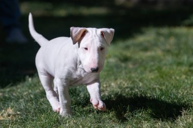 Beyaz teriyer köpek yavrusu sarkık kulaklarla çimenlerde koşuyor.