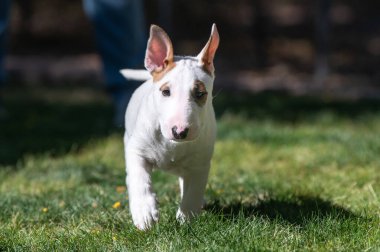 İki kulağı havada beyaz bir teriyer köpek yavrusu ve çimenlerde kırmızı işaretler var.