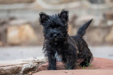 Cute Carin terrier puppy posing for a natural lighting outdoor portrait clipart