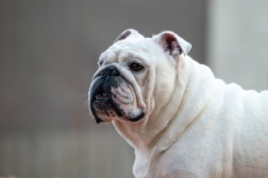 Doğal ışık portresi için kameraya poz veren beyaz bir İngiliz Bulldog profili