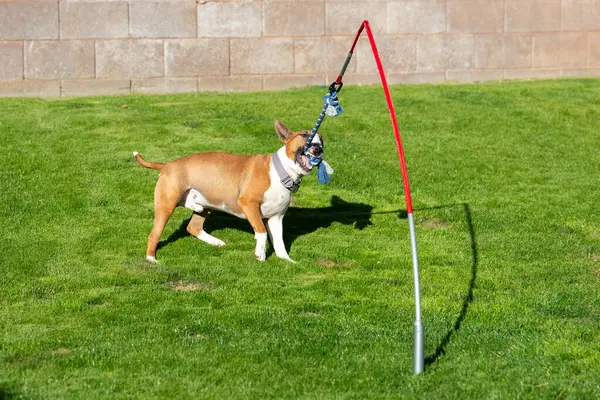 Stock image Miniature bull terrier in a yard playing with a tug toy in the grass