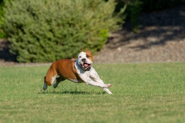Kırmızı ve beyaz AmStaff Terrier çimenlerin üzerinde koşarken geriye bakıp oyuncak arıyor