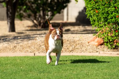 Genç, kahverengi ve beyaz Boston Teriyeri bahçede oynuyor ve çimlerin üzerinde koşuyor.