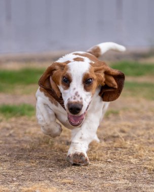 Basset köpeği gülümsüyor ve kulaklarını tıkayarak kameraya doğru koşuyor.