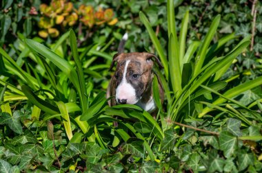 Yeşil bitkilerde saklambaç oynayan teriyer köpek yavrusu