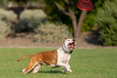 Kırmızı ve beyaz Amerikan Staffordshire teriyeri onu yakalamak için gözünü kırmızı frizbiden ayırmıyor.