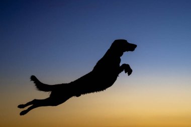 İskeleden atladıktan sonra gün batımına karşı duran bir köpeğin silüeti.