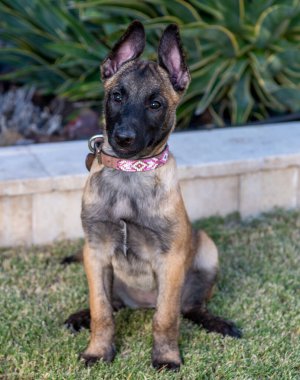 Malinois köpek yavrusu parkta çimlerin üzerinde oturmuş doğal bir ışık portresi bekliyor.