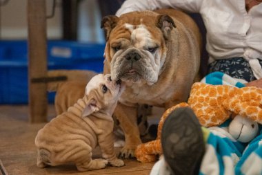 Fawn bulldog köpek yavrusu annesiyle oynuyor ve uzanıp dudaklarını çiğniyor.