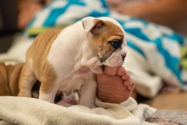 stock image Naughty young bulldog puppy biting on his owner's toe inside