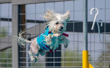 Mavi yüzme yelekli küçük beyaz köpek havuza atlıyor.