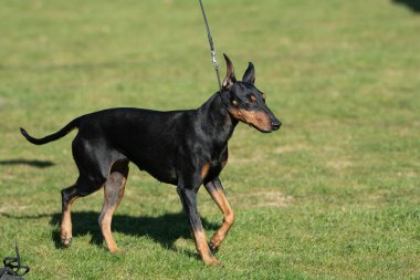 Konformasyon, Manchester Terrier köpeğinin yargıç için çimlerde yürüdüğünü gösteriyor.