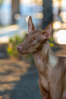 Bir Firavun av köpeğinin doğal ışıklandırma portresi.