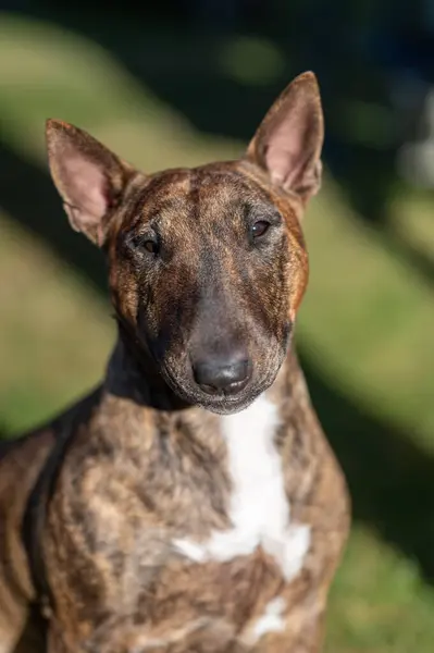 stock image Miniature bull terrier posing for a head on natural light portrait