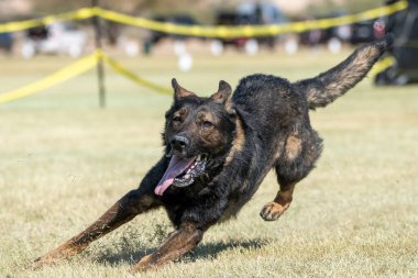 Alman çoban köpeği hızlı bir kedinin sonunda dili dışarıda koşar.
