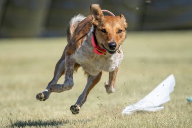 Hızlı bir kedi koşusu sırasında melez köpek eğleniyor ve yem hattında torba kovalıyor.