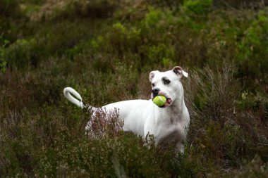 Ağzında bir topla beyaz pitbull köpeği çalılıklarda doğal ışık portresi olarak duruyor.