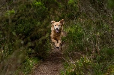 Golden Retriever köpeği bir aksiyon portresi için ormanda koşuyor.