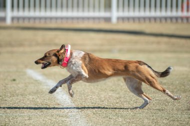 Pembe yakalı kahverengi ve beyaz bir köpek hızlı kedi yarışı sırasında çimenlerin üzerinde koşuyor.