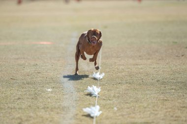 Vizsla köpeği çimlerin üzerinde koşuyor. Üzerinde üç torba olan kedi yemi hattını kovalıyor.