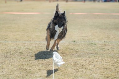 Belçikalı Tervuren köpeği hızlı kedi yarışı yarışının sonunda ağzında bir torbayla koşuyor.