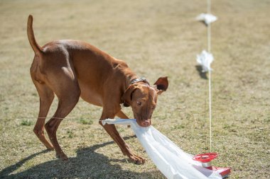 Vizsla hızlı kedi yemi yarışının sonunda poşetlerden birini kapıyor.