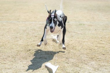 Büyük Danimarkalı köpek hızlı kedi yarışının sonunda çimlerin üzerinde koşuyor.