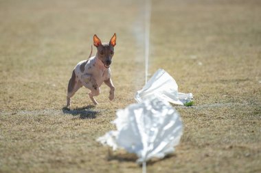 Amerikan tüysüz teriyer köpeği çimlerin üzerinde hızlı bir kedi yarışı yapıyor.