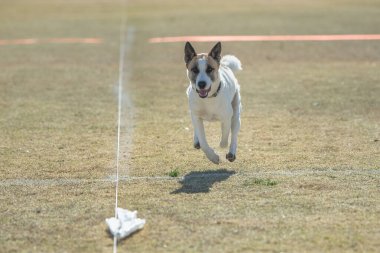 Beyaz melez köpek hızlı bir kedi yemi hareketi yapıyor ve beyaz yem torbalarını kovalıyor.