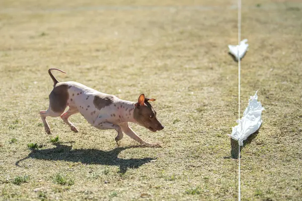 Amerikan tüysüz teriyeri hızlı kedi yarışının sonunda poşetleri kovalıyor.