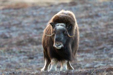 Musk ox stading on a hillside on a cold Fall morning in Nome, AK clipart