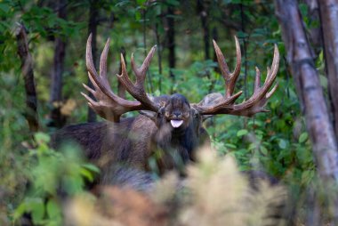 Bull moose with his tongue out scenting a cow during rut in Alaska clipart