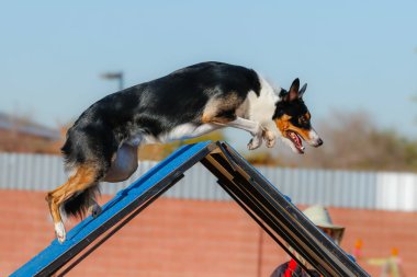 Açık hava çevikliği olayı sırasında üç renkli bir çerçeve üzerinde çoban köpeği