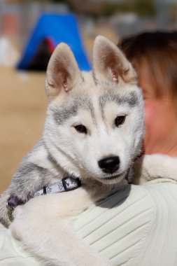 Siberian Husky puppy being held and looking at the camera clipart