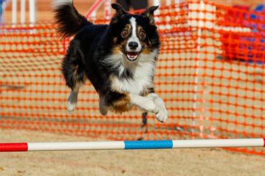 Çeviklik yarışmasında köpek, geniş bir bakışla atlayış yapıyor.