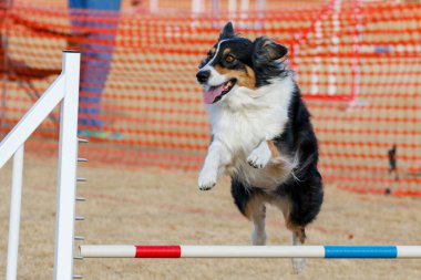Avustralyalı çoban bir açık hava etkinliği sırasında çeviklik atlayışı yapıyor.